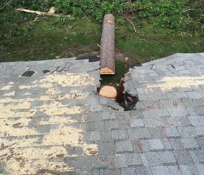Fallen tree on a roof. 